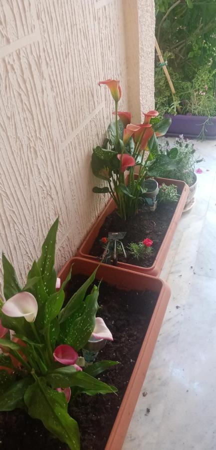 Aegina'S Flowers House Екстериор снимка