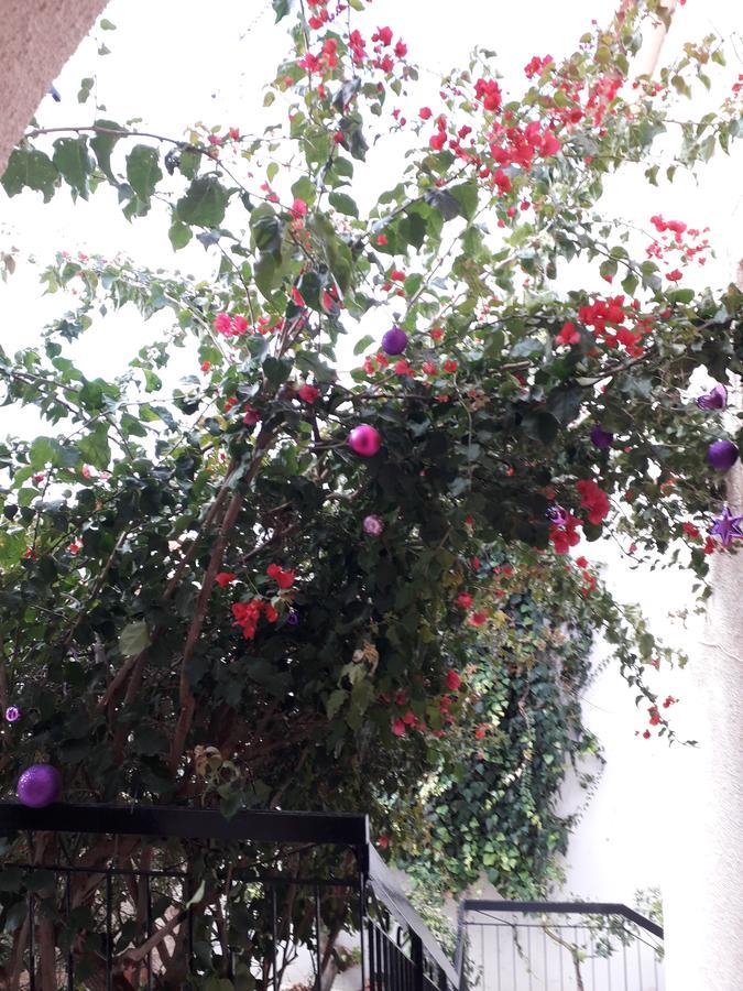 Aegina'S Flowers House Екстериор снимка
